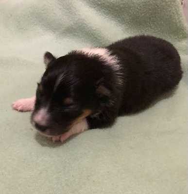 des Moulins de mon Coeur - Shetland Sheepdog - Portée née le 08/11/2024