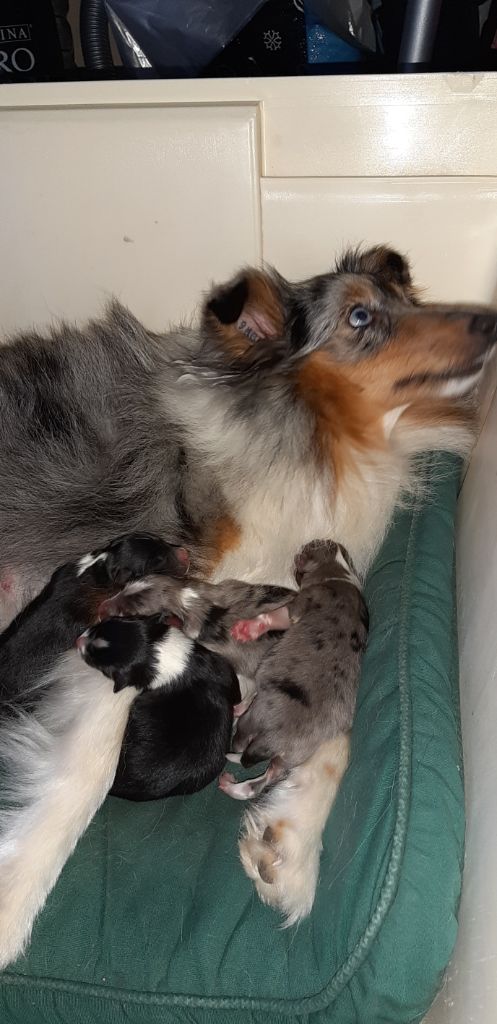des Moulins de mon Coeur - Shetland Sheepdog - Portée née le 06/05/2020