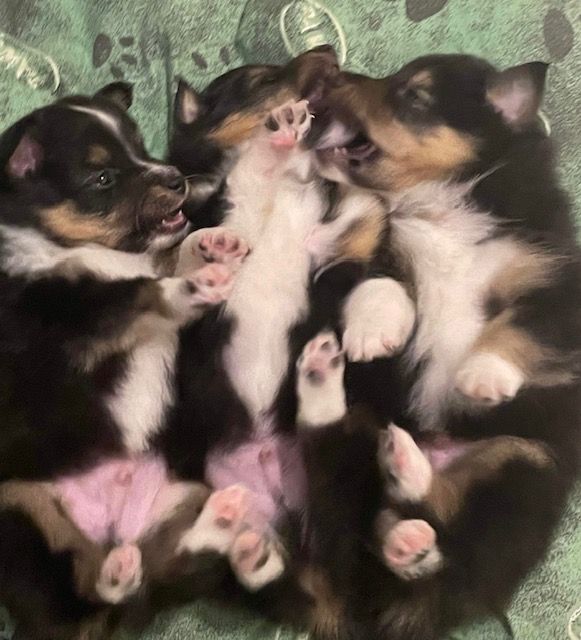 des Moulins de mon Coeur - Shetland Sheepdog - Portée née le 04/07/2023